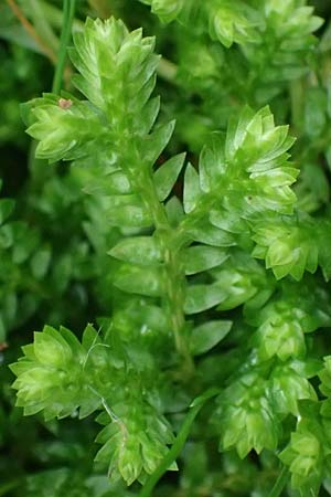 Selaginella kraussiana \ Feingliedriger Moosfarn, D Essen 9.8.2021