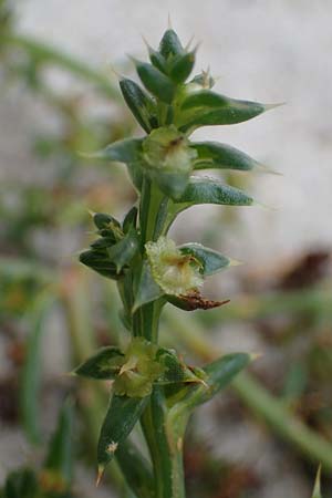 Salsola kali subsp. kali \ Kali-Salzkraut / Prickly Glasswort, D Hohwacht 13.9.2021