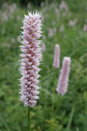 Bistorta officinalis \ Schlangen-Knterich, D Weinheim an der Bergstraße 29.5.2022