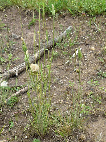 Scorzonera laciniata \ Schlitzblttrige Schwarzwurzel, D Gerolzhofen-Sulzheim 4.6.2016