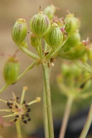 Peucedanum oreoselinum / Mountain Parsley, D Eching 25.7.2015