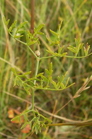 Peucedanum oreoselinum \ Berg-Haarstrang / Mountain Parsley, D Eching 25.7.2015