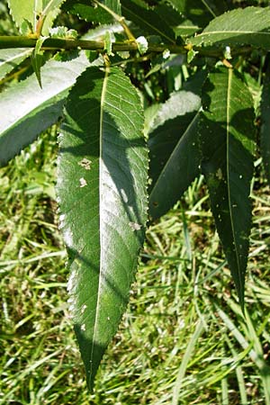 Salix triandra \ Mandel-Weide, D Runkel an der Lahn 1.8.2015