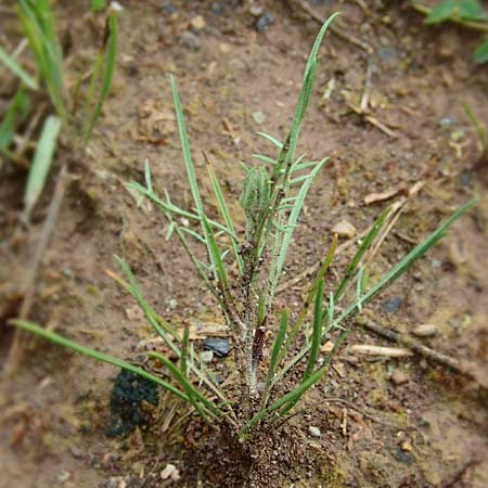 Scorzonera laciniata / Cutleaf Viper's Grass, D Gerolzhofen-Sulzheim 4.6.2016