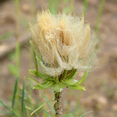 Scorzonera laciniata \ Schlitzblttrige Schwarzwurzel / Cutleaf Viper's Grass, D Gerolzhofen-Sulzheim 4.6.2016