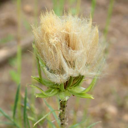 Scorzonera laciniata \ Schlitzblttrige Schwarzwurzel, D Gerolzhofen-Sulzheim 4.6.2016