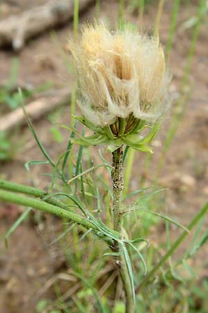 Scorzonera laciniata \ Schlitzblttrige Schwarzwurzel, D Gerolzhofen-Sulzheim 4.6.2016