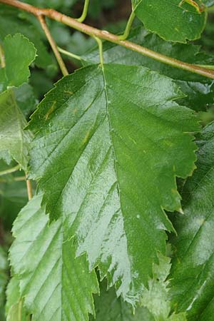 Sorbus laemmerbergensis \ Lmmerberg-Mehlbeere / Laemmerberg Whitebeam, D Hardheim-Schweinberg 11.6.2016