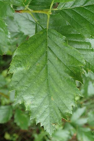 Sorbus laemmerbergensis \ Lmmerberg-Mehlbeere, D Hardheim-Schweinberg 11.6.2016