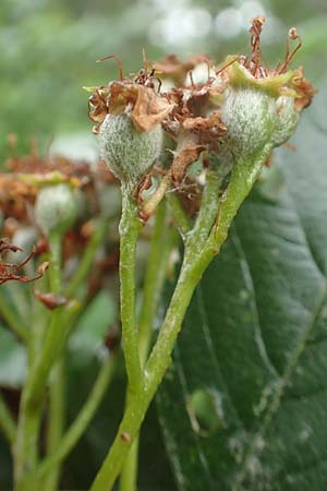 Sorbus laemmerbergensis \ Lmmerberg-Mehlbeere / Laemmerberg Whitebeam, D Hardheim-Schweinberg 11.6.2016