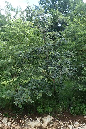 Sorbus lonetalensis \ Lonetal-Mehlbeere / Lonetal Whitebeam, D Lonetal bei/near Bissingen 28.6.2016