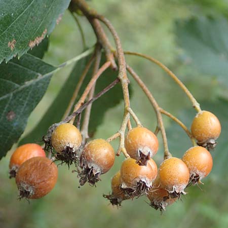 Sorbus laemmerbergensis \ Lmmerberg-Mehlbeere / Laemmerberg Whitebeam, D Hardheim-Schweinberg 2.10.2016