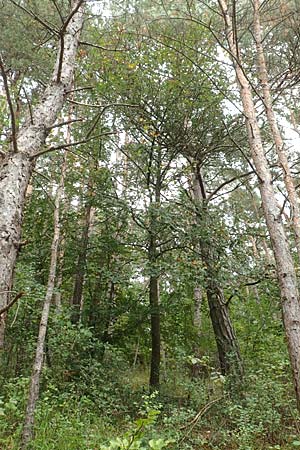 Sorbus laemmerbergensis \ Lmmerberg-Mehlbeere, D Hardheim-Schweinberg 2.10.2016