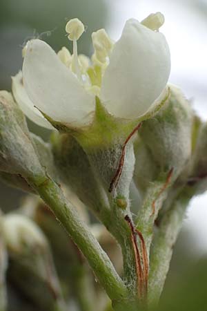 Sorbus laemmerbergensis \ Lmmerberg-Mehlbeere / Laemmerberg Whitebeam, D Hardheim-Schweinberg 20.5.2017