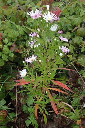 Symphyotrichum lanceolatum \ Lanzett-Herbst-Aster / Narrow-Leaved Michaelmas Daisy, White Panicle Aster, D Weißenthurm-Kaltenengers 27.9.2017
