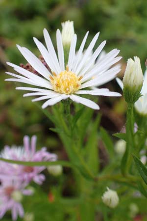 Symphyotrichum lanceolatum \ Lanzett-Herbst-Aster / Narrow-Leaved Michaelmas Daisy, White Panicle Aster, D Weißenthurm-Kaltenengers 27.9.2017