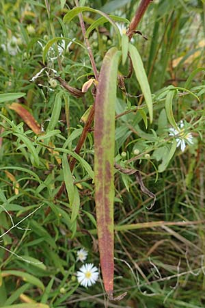 Symphyotrichum lanceolatum \ Lanzett-Herbst-Aster, D Mannheim-Kirschgartshausen 4.10.2017