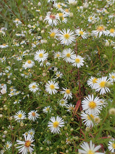 Symphyotrichum lanceolatum \ Lanzett-Herbst-Aster / Narrow-Leaved Michaelmas Daisy, White Panicle Aster, D Mannheim-Kirschgartshausen 4.10.2017