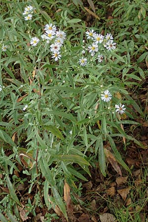 Symphyotrichum lanceolatum \ Lanzett-Herbst-Aster / Narrow-Leaved Michaelmas Daisy, White Panicle Aster, D Mannheim Reiß-Insel 6.10.2017