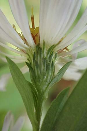 Symphyotrichum lanceolatum \ Lanzett-Herbst-Aster, D Mannheim Reiß-Insel 6.10.2017