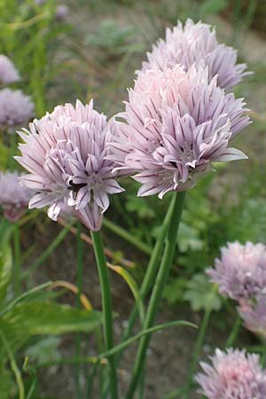 Allium schoenoprasum \ Schnitt-Lauch, D Köln-Zündorf 23.5.2018