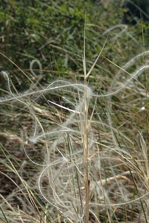 Stipa eriocaulis subsp. lutetiana \ Pariser Federgras / French Feather-Grass, D Istein 19.6.2008