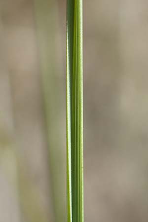 Stipa eriocaulis subsp. lutetiana \ Pariser Federgras / French Feather-Grass, D Istein 19.6.2008
