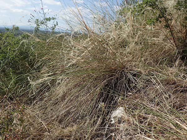 Stipa eriocaulis subsp. lutetiana \ Pariser Federgras / French Feather-Grass, D Istein 19.6.2008