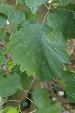 Sorbus latifolia s.l. \ Breitblttrige Mehlbeere, D Köln-Zündorf 22.8.2018