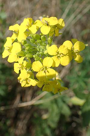 Sisymbrium loeselii \ Loesels Rauke, D Brandenburg, Havelaue-Strodehne 17.9.2020