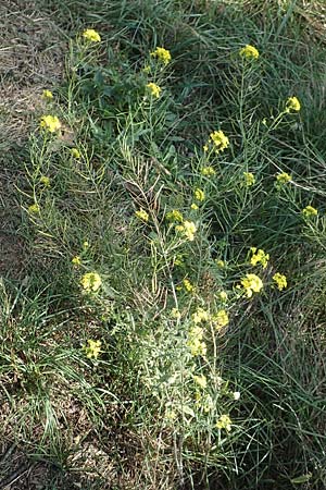 Sisymbrium loeselii \ Loesels Rauke / False London Rocket, D Brandenburg, Havelaue-Strodehne 17.9.2020