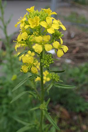 Sisymbrium loeselii \ Loesels Rauke, D Ludwigshafen 27.5.2021