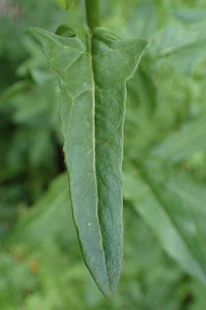 Sisymbrium loeselii \ Loesels Rauke, D Ludwigshafen 27.5.2021