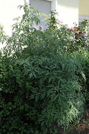 Sambucus nigra forma laciniata \ Geschlitztblttriger Schwarzer Holunder, D Mannheim 4.6.2021