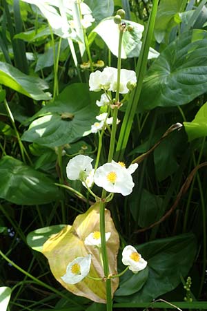 Sagittaria latifolia \ Breitblttriges Pfeilkraut, Vernderliches Pfeilkraut, D Elmpt 6.9.2021