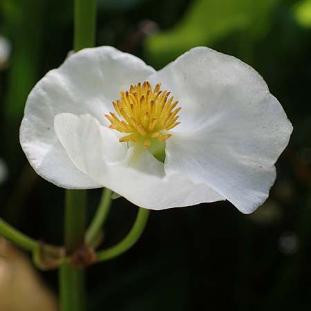 Sagittaria latifolia \ Breitblttriges Pfeilkraut, Vernderliches Pfeilkraut / Broadleaf Arrowhead, D Elmpt 6.9.2021