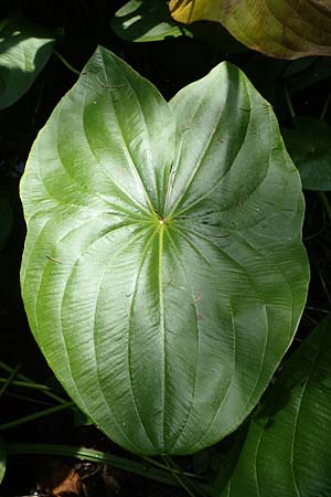 Sagittaria latifolia \ Breitblttriges Pfeilkraut, Vernderliches Pfeilkraut / Broadleaf Arrowhead, D Elmpt 6.9.2021