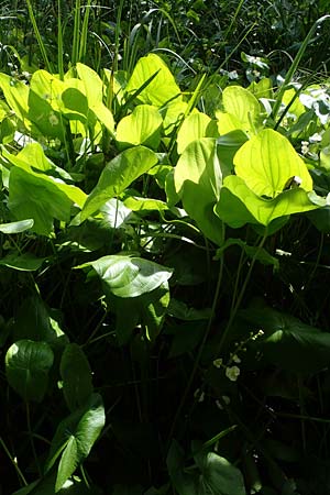 Sagittaria latifolia / Broadleaf Arrowhead, D Elmpt 6.9.2021