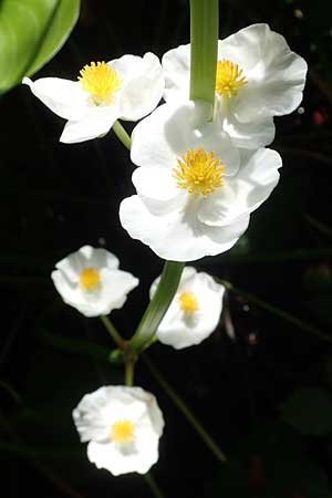 Sagittaria latifolia / Broadleaf Arrowhead, D Elmpt 6.9.2021