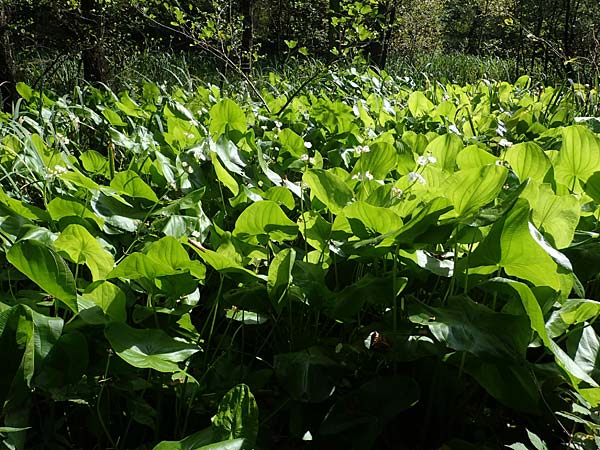 Sagittaria latifolia \ Breitblttriges Pfeilkraut, Vernderliches Pfeilkraut, D Elmpt 6.9.2021