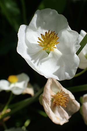 Sagittaria latifolia \ Breitblttriges Pfeilkraut, Vernderliches Pfeilkraut, D Elmpt 6.9.2021