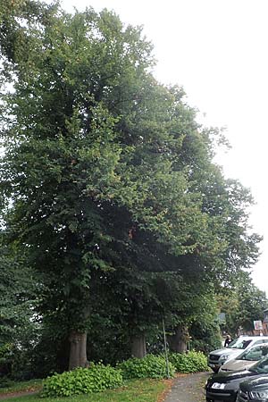 Tilia platyphyllos \ Sommer-Linde / Broad-Leaved Lime, D Preetz 18.9.2021