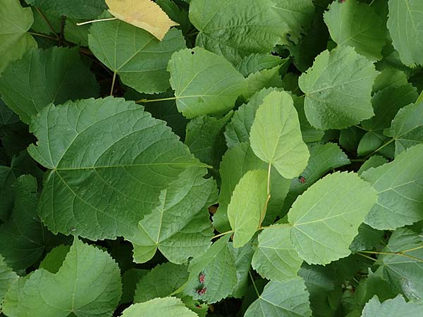 Tilia platyphyllos \ Sommer-Linde / Broad-Leaved Lime, D Preetz 18.9.2021