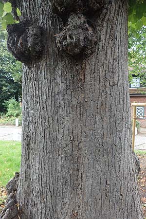 Tilia platyphyllos \ Sommer-Linde / Broad-Leaved Lime, D Preetz 18.9.2021