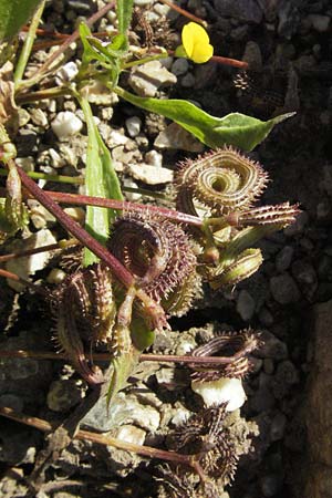 Scorpiurus muricatus \ Skorpionsschwanz, D Botan. Gar.  Universit.  Mainz 4.8.2007