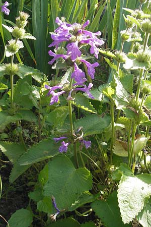 Betonica grandiflora \ Grobltige Betonie / Big Sage, D  23.6.2012