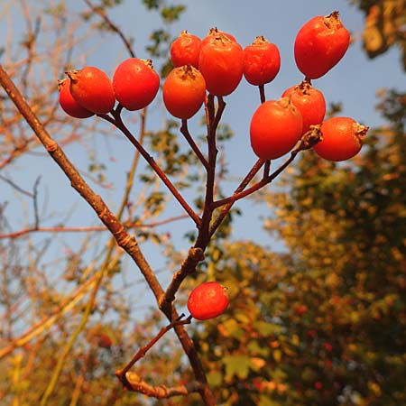 Sorbus intermedia \ Schwedische Mehlbeere, Bastard-Mehlbeere / Swedish Whitebeam, D Reilingen 24.9.2015