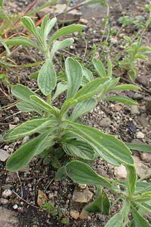 Sideritis montana \ Berg-Gliedkraut / Mountain Ironwort, D Mannheim 19.4.2016