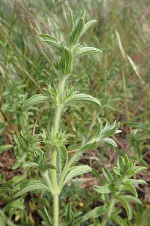 Sideritis montana \ Berg-Gliedkraut, D Mannheim 11.5.2016