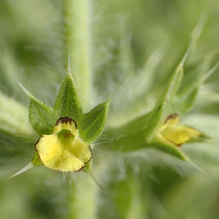 Sideritis montana \ Berg-Gliedkraut / Mountain Ironwort, D Mannheim 25.5.2016